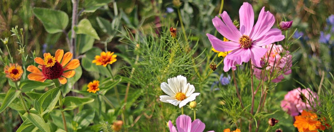 Wildblumenwiese Wildblumenwiese