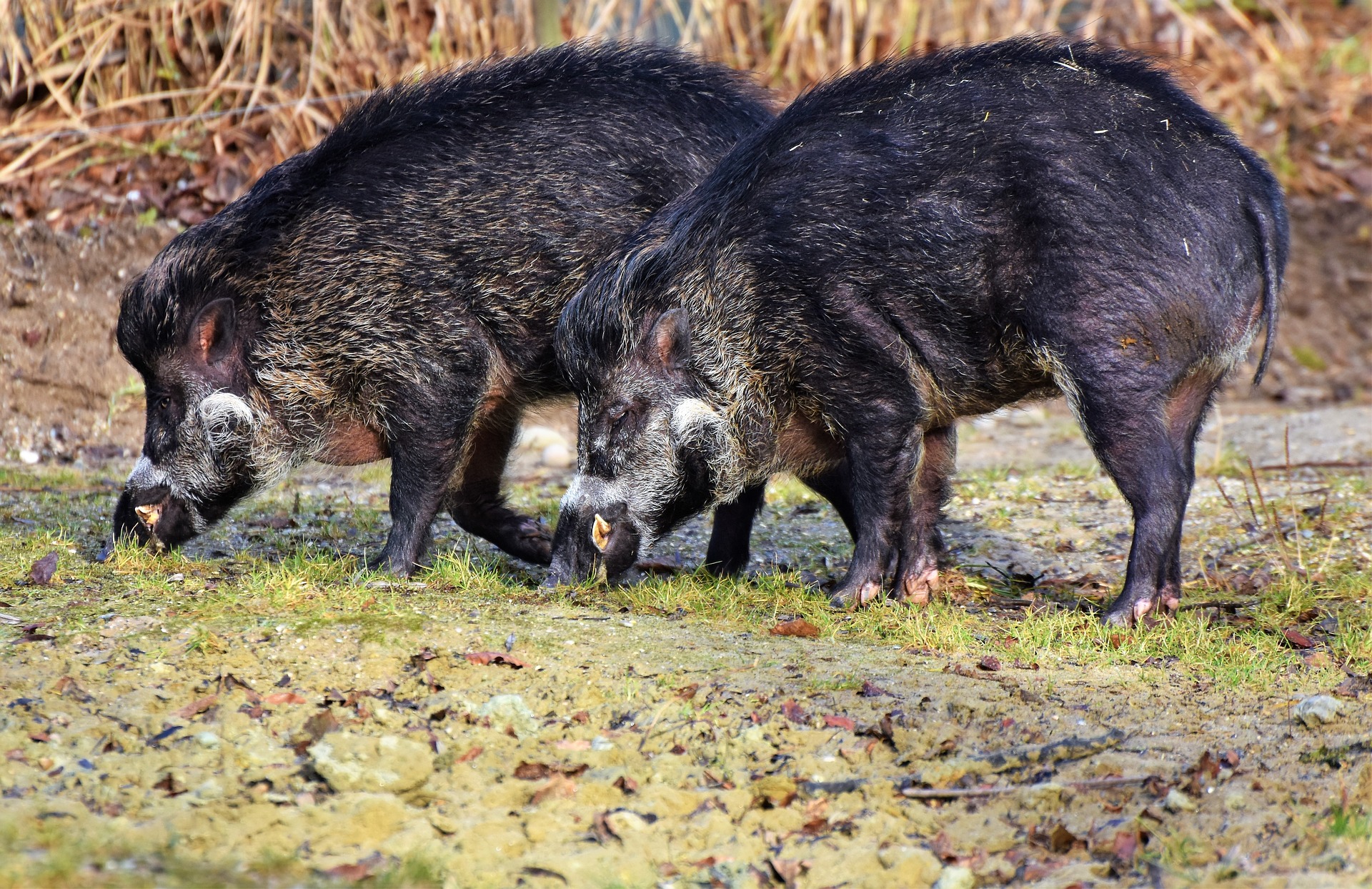 Wildschweine Wildschweine