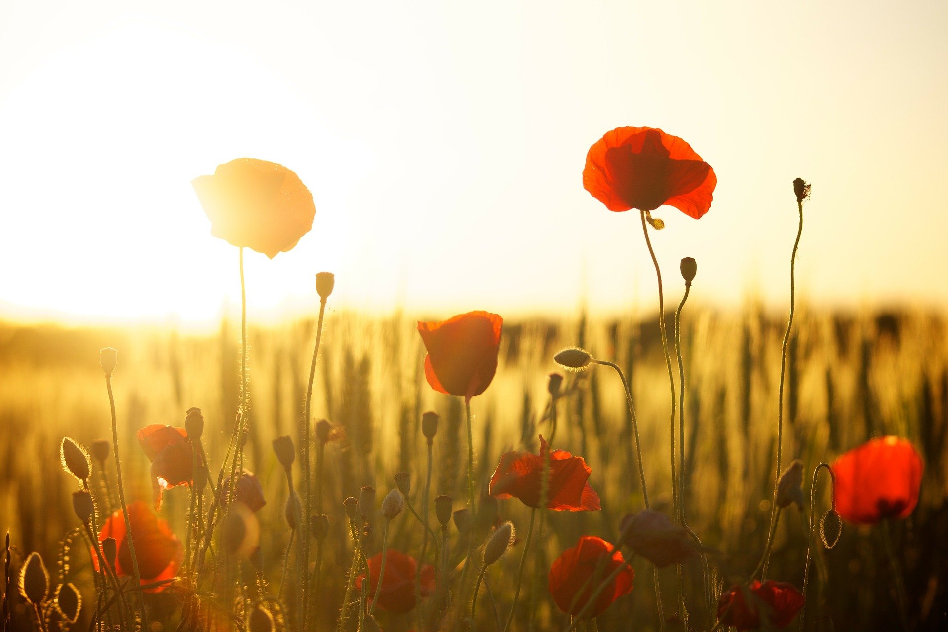 Blumen Blumen